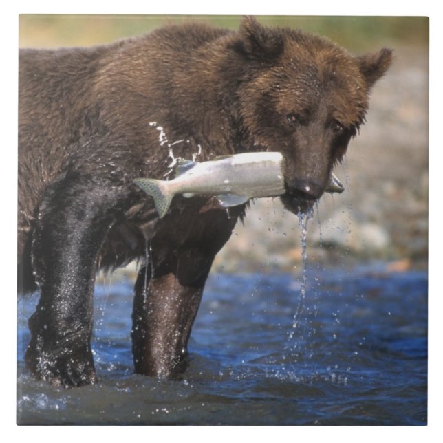 Brunbjörn, grizzlybjörn, med laxfångst, kakelplatta (Framsidan)