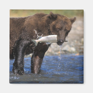 Brunbjörn, grizzlybjörn, med laxfångst, magnet