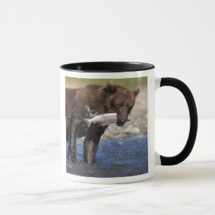 Brunbjörn, grizzlybjörn, med laxfångst, mugg