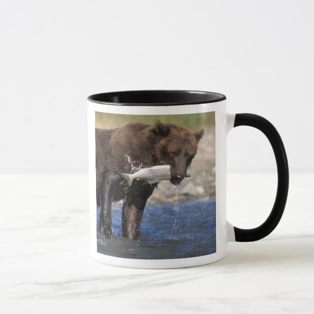 Brunbjörn, grizzlybjörn, med laxfångst, mugg (Höger)