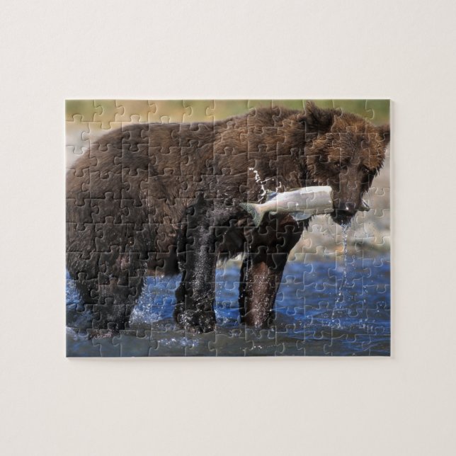Brunbjörn, grizzlybjörn, med laxfångst, pussel (Horisontell)