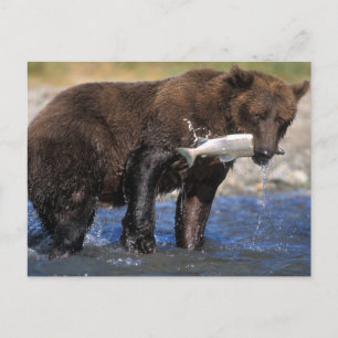 Brunbjörn, grizzlybjörn, med laxfångst, vykort