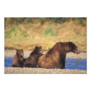 Brunbjörn, grizzlybjörn, sugga med ungar, fototryck