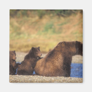 Brunbjörn, grizzlybjörn, sugga med ungar, magnet