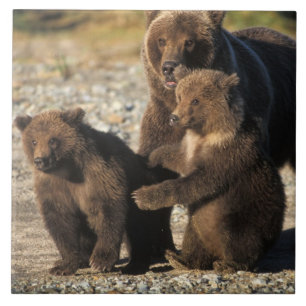 Brunbjörn, grizzlybjörn, sugga med ungar på kust kakelplatta
