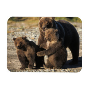 Brunbjörn, grizzlybjörn, sugga med ungar på kust magnet