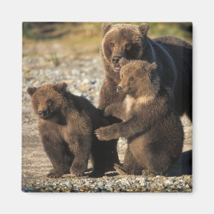 Brunbjörn, grizzlybjörn, sugga med ungar på kust magnet
