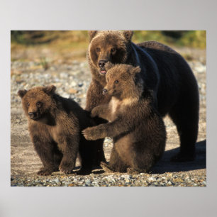 Brunbjörn, grizzlybjörn, sugga med ungar på kust poster