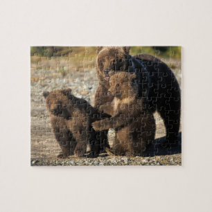 Brunbjörn, grizzlybjörn, sugga med ungar på kust pussel