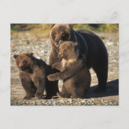 Brunbjörn, grizzlybjörn, sugga med ungar på kust vykort