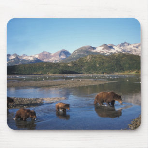 Brunbjörn, grizzlybjörn, sugga och ungar i musmatta