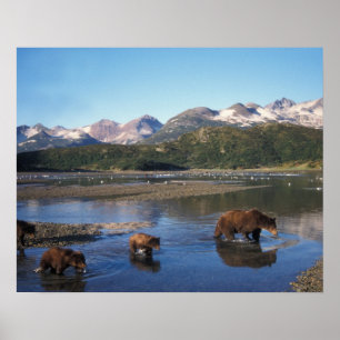 Brunbjörn, grizzlybjörn, sugga och ungar i poster