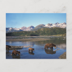 Brunbjörn, grizzlybjörn, sugga och ungar i vykort