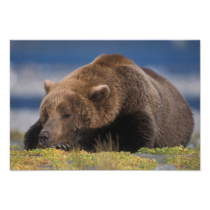 Brunbjörn, grizzlybjörn, tar en tupplur, Katmai Fototryck