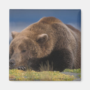 Brunbjörn, grizzlybjörn, tar en tupplur, Katmai Magnet