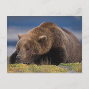 Brunbjörn, grizzlybjörn, tar en tupplur, Katmai Vykort