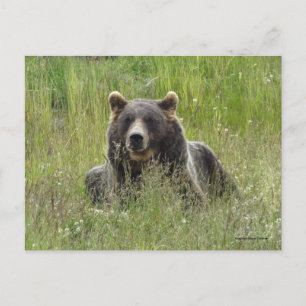 Brunbjörn i gräs, Alaska grizzly Vykort