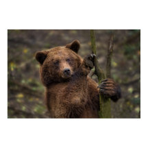 Brunbjörn i hela Tassar och Klo