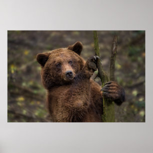 Brunbjörn i hela Tassar och Klo Poster