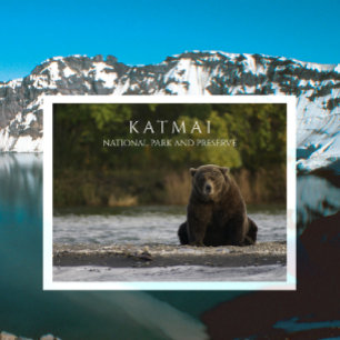 Brunbjörn sitter i Brooks River, Katmai NPP. AK Vykort