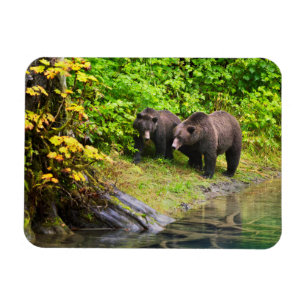 Brunbjörn & unge Hyder, Alaska Magnet