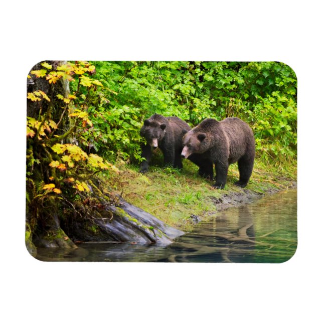 Brunbjörn & unge | Hyder, Alaska Magnet (Horisontell)