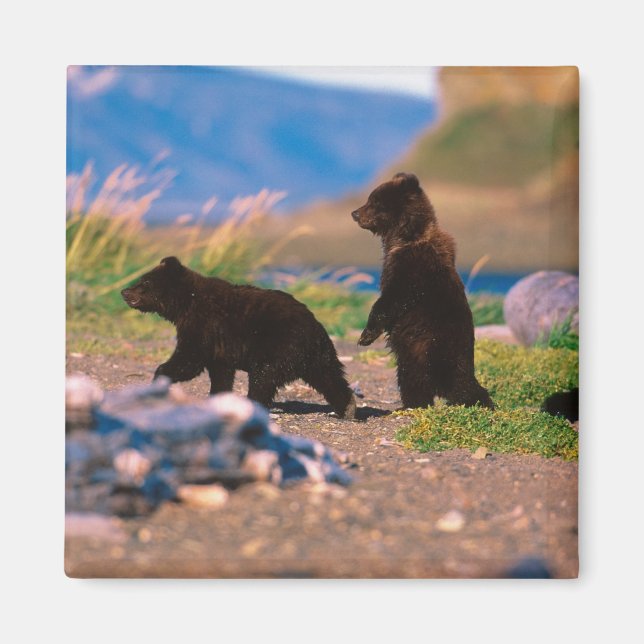 Brunbjörn, Ursus arctos, Alaskahalvön, Magnet (Framsidan)
