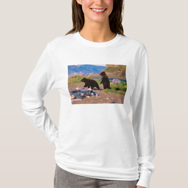 Brunbjörn, Ursus arctos, Alaskahalvön, Tee (Framsida)