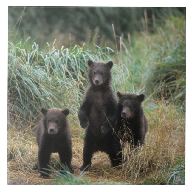 brunbjörn, Ursus arctos, grizzly björn, Ursus 7 Kakelplatta (Framsidan)