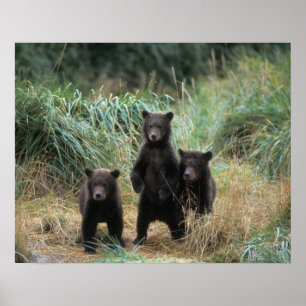 brunbjörn, Ursus arctos, grizzly björn, Ursus 7 Poster