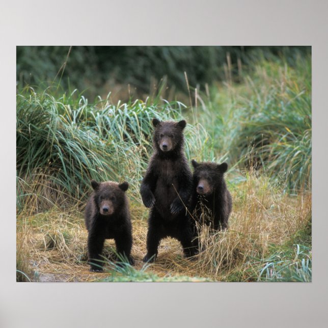brunbjörn, Ursus arctos, grizzly björn, Ursus 7 Poster (Framsidan)