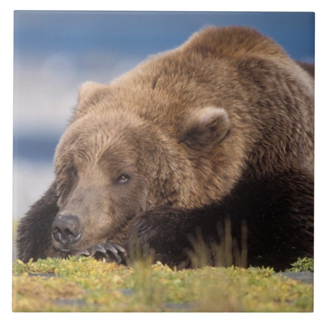brunbjörn, Ursus arctos, grizzly björn, Ursus 8 Kakelplatta (Framsidan)