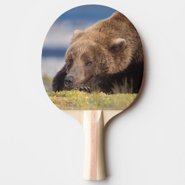 brunbjörn, Ursus arctos, grizzly björn, Ursus 8 Pingisracket (Framsidan)