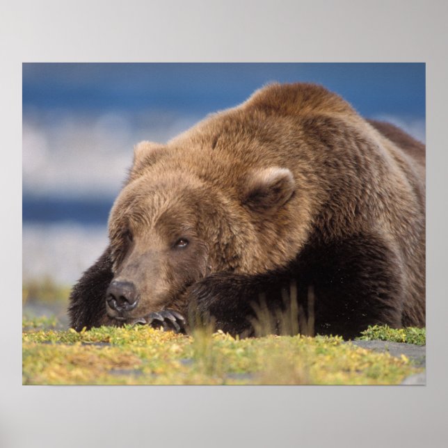 brunbjörn, Ursus arctos, grizzly björn, Ursus 8 Poster (Framsidan)