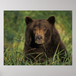 brunbjörn, Ursus arctos, grizzly björn, Ursus 9 Poster