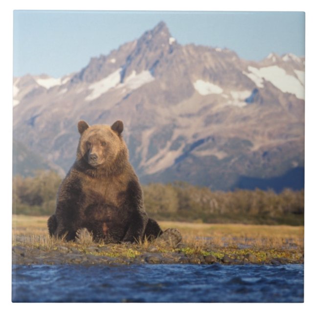 brunbjörn, Ursus arctos, grizzly björn, Ursus Kakelplatta (Framsidan)