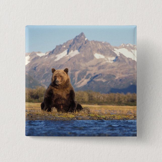 brunbjörn, Ursus arctos, grizzly björn, Ursus Knapp (Framsida)