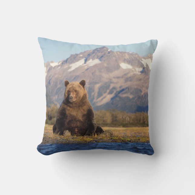 brunbjörn, Ursus arctos, grizzly björn, Ursus Kudde (Framsida)