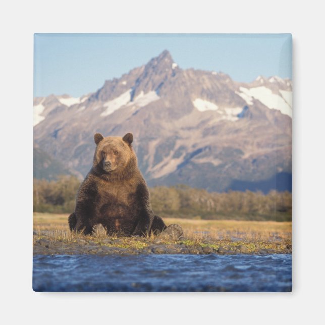 brunbjörn, Ursus arctos, grizzly björn, Ursus Magnet (Framsidan)