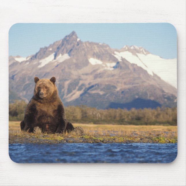 brunbjörn, Ursus arctos, grizzly björn, Ursus Musmatta (Framsidan)