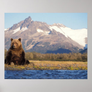 brunbjörn, Ursus arctos, grizzly björn, Ursus Poster