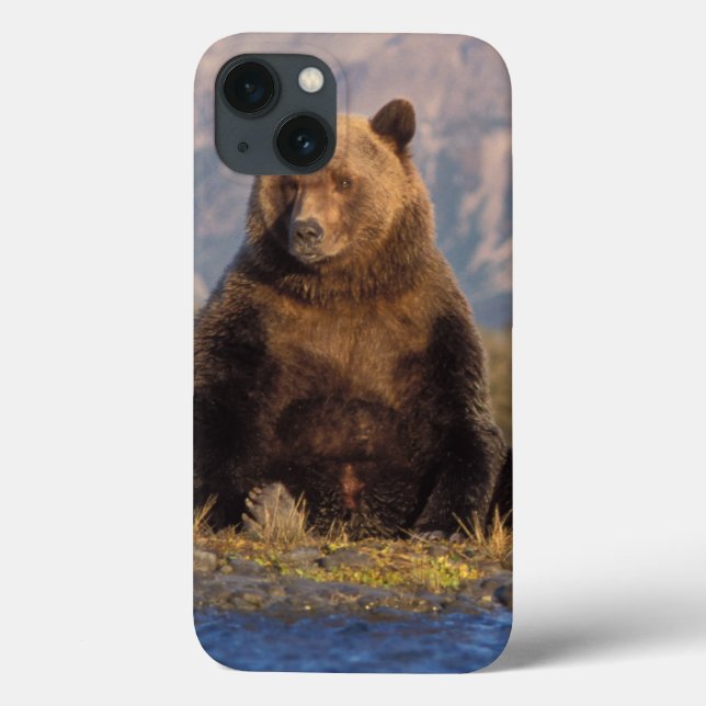 Brunbjörn, Ursus arctos, grizzlybjörn, Ursus (Baksida)