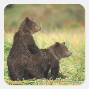 Brunbjörn, Ursus arctos, grizzlybjörn, Ursus 2 Fyrkantigt Klistermärke