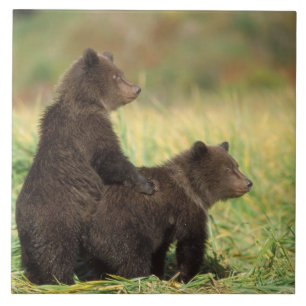 Brunbjörn, Ursus arctos, grizzlybjörn, Ursus 2 Kakelplatta