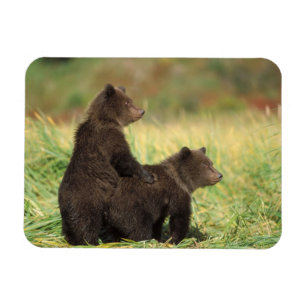 Brunbjörn, Ursus arctos, grizzlybjörn, Ursus 2 Magnet