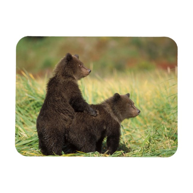 Brunbjörn, Ursus arctos, grizzlybjörn, Ursus 2 Magnet (Horisontell)