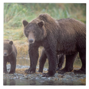Brunbjörn, Ursus arctos, grizzlybjörn, Ursus 3 Kakelplatta