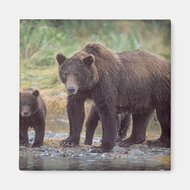 Brunbjörn, Ursus arctos, grizzlybjörn, Ursus 3 Magnet (Framsidan)