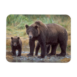 Brunbjörn, Ursus arctos, grizzlybjörn, Ursus 3 Magnet