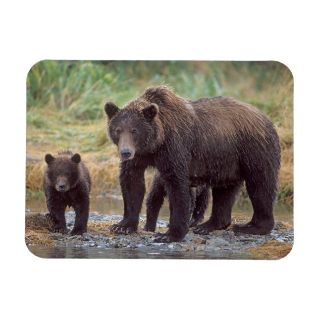 Brunbjörn, Ursus arctos, grizzlybjörn, Ursus 3 Magnet (Horisontell)